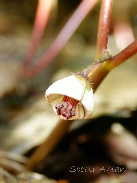  Asarum caulescens