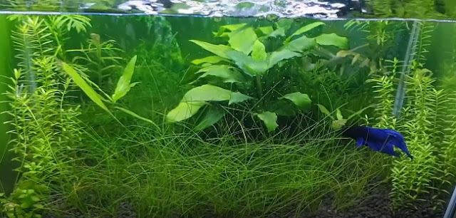 Plants inhale CO2 expired out by fish