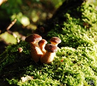 Pilze © H. Brune