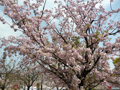 八重桜