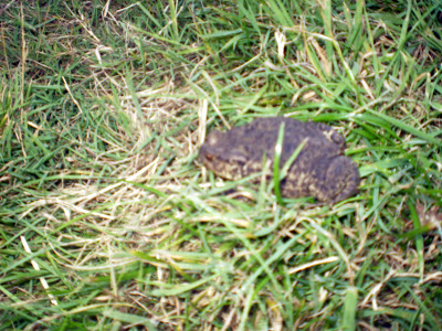 toad in the grass