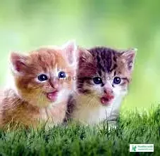 Couple Cat Pic - Cat Image Download 2023 - biraler pic - NeotericIT.com - Image no 9