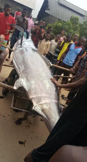 Nigerian Fisherman Catches Giant Swordfish