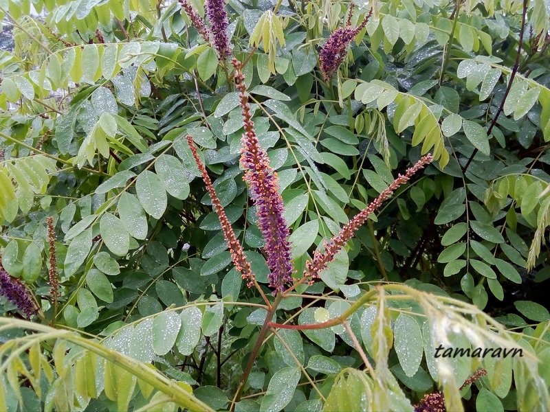 Аморфа кустарниковая (Amorpha fruticosa)