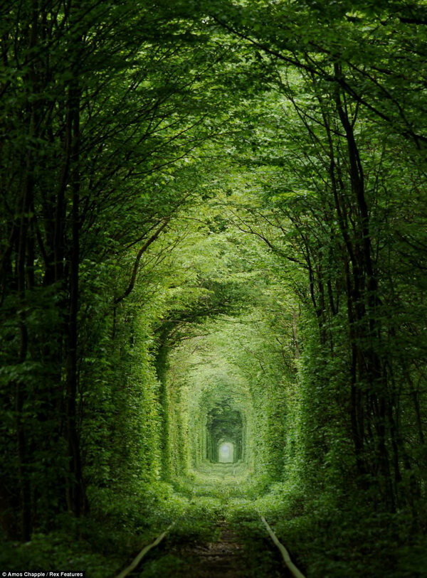 Leafy Green 'Tunnel of Love' in Ukraine 