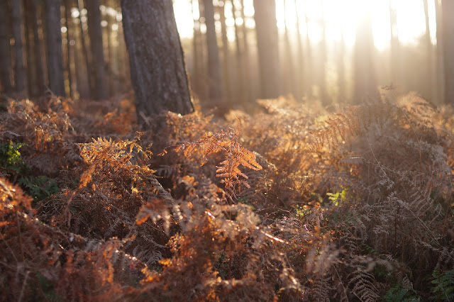 Winter woodland in Norfolk