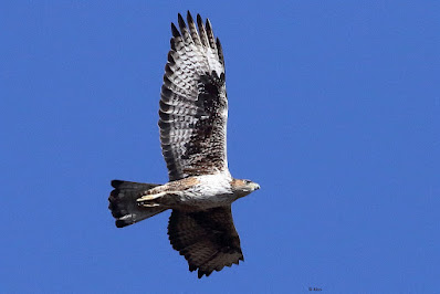 Bonelli's Eagle