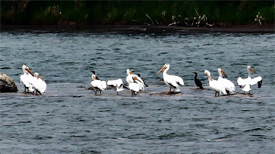 pelikane und kormorane