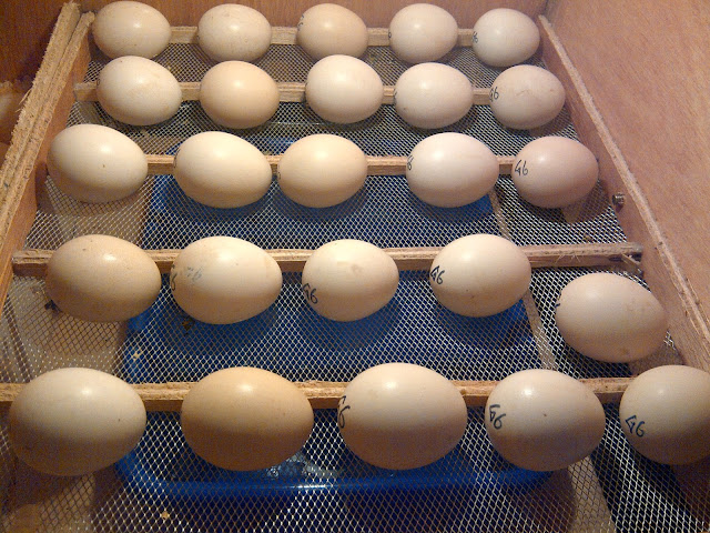 Ayam Cemani eggs