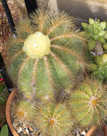 Notocactus in flower, Hayes, 14 August 2011.