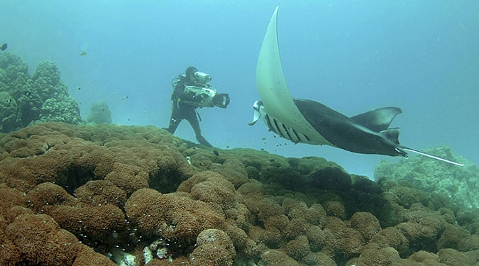 Queen Of The Manta Rays