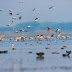 Nani Kakrad(Navsari) Wetland a Birding Heaven of South Gujarat (75+ Species)