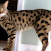 12 Jenis Kucing Paling Mahal di Dunia
