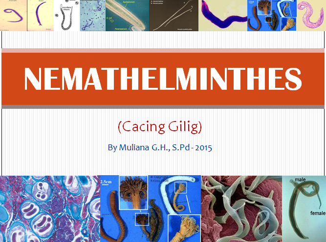 Nemathelminthes - Pendidikan Biologi
