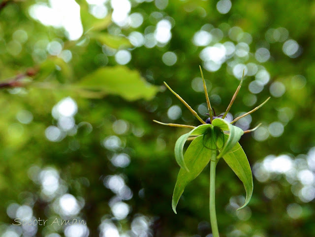 Paris verticillata