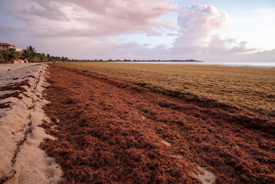 Algae, Seaweed, Atlantic Ocean