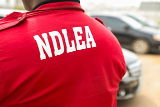 illicit substances seizure,Kano drug raid,narcotics control,Public Safety,NDLEA,drug trafficking crackdown,Kano State news,law enforcement operations,NDLEA arrests,Nigerian drug enforcement,