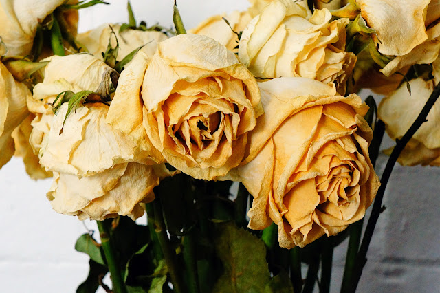 Picture of dying white roses against white brick wall