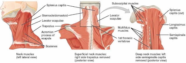 anatomi otot leher