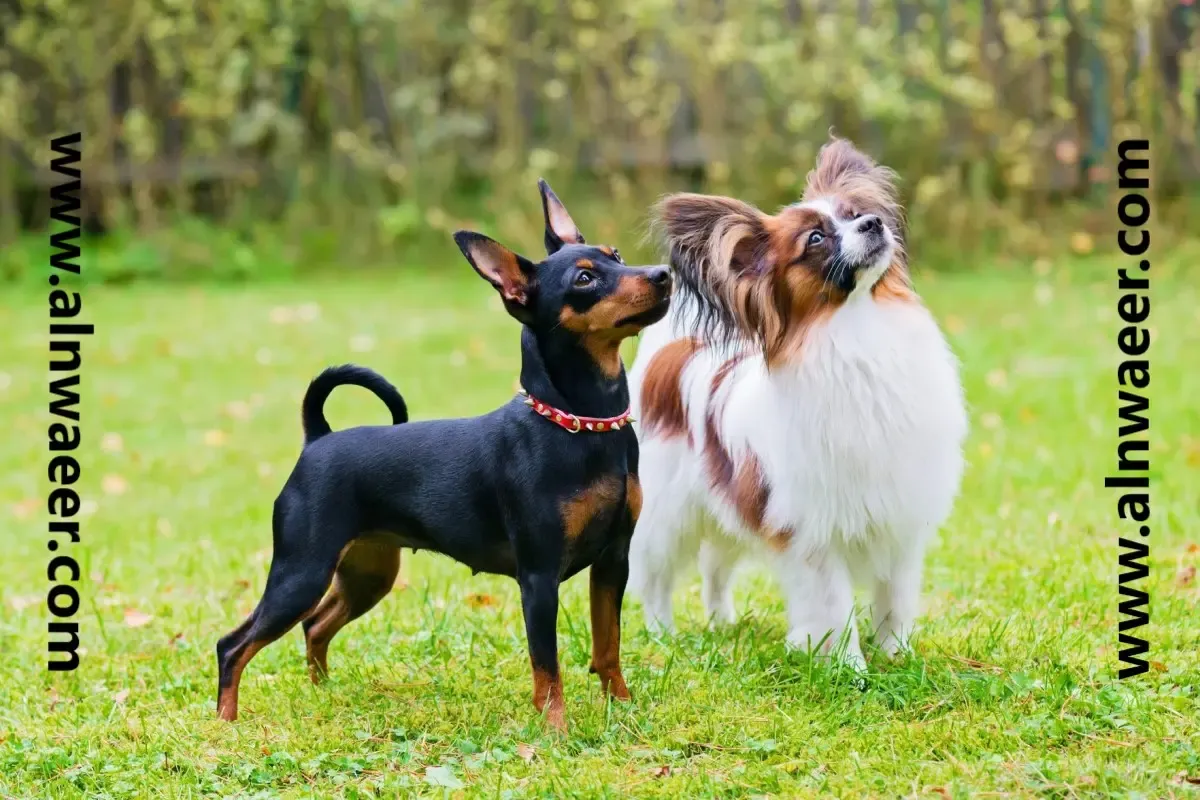 رعاية سلالات الكلاب الصغيرة: كل ما تحتاج إلى معرفته
