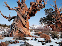 The oldest living tree on earth is older than the Egyptian Pyramids.