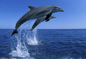 bottlenose dolphin, dolphin pictures, Doug Perrine has captured some amazing pictures of bottlenose dolphins in Caribbean Sea, cute dolphins, bottlenose dolphin pictures