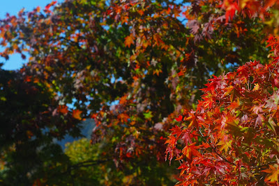 Autumn in Korea 