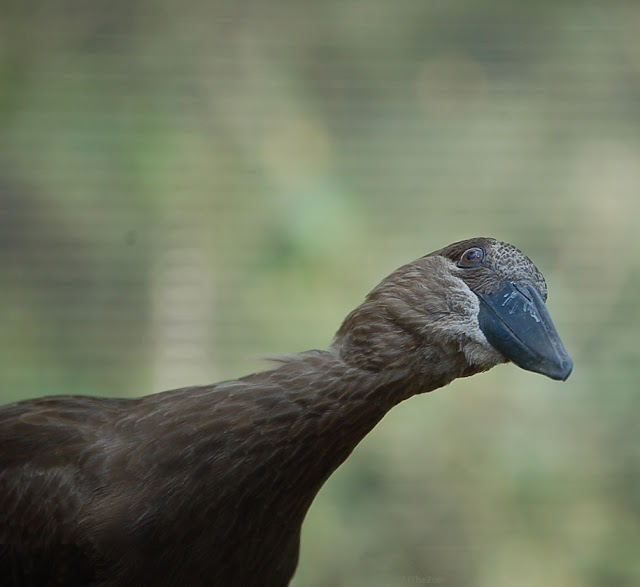 A hamerkop, a bird with brown feathers and a black beak, stretches its neck in a look of curiosity.