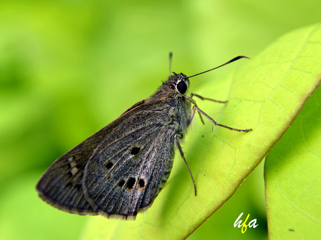 kupu kupu berwarna gelap, yang berwarna terang sudah jarang ditemukan di perkotaan karena banyak polusi, ngengat