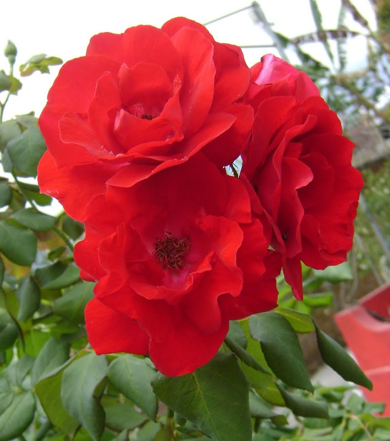 22+ Bunga Mawar Merah