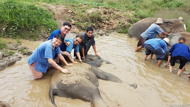 Coating Lanna the baby elephant with mud.