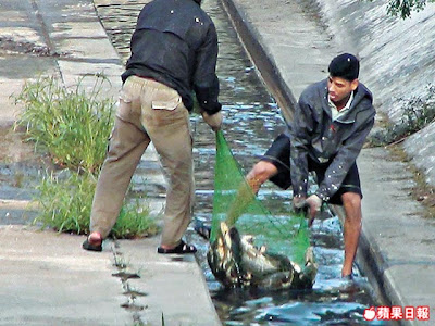 屎渠活魚