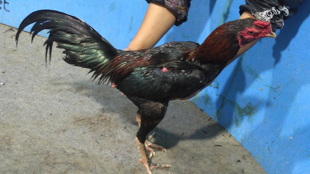 Jual Ayam Bangkok Super Teknik Pukul K.O Ukuran 6 Umur 9 Bulan