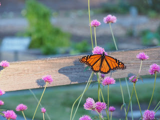 Monarch Butterfly