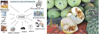 HSC English First Paper | Unit: 3, Lesson: 1 | Food Adulteration | Food Adulteration Reaches New Height