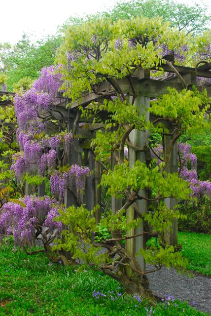 Wisteria on the pergola in Longwood Garden's Wisteria Garden.