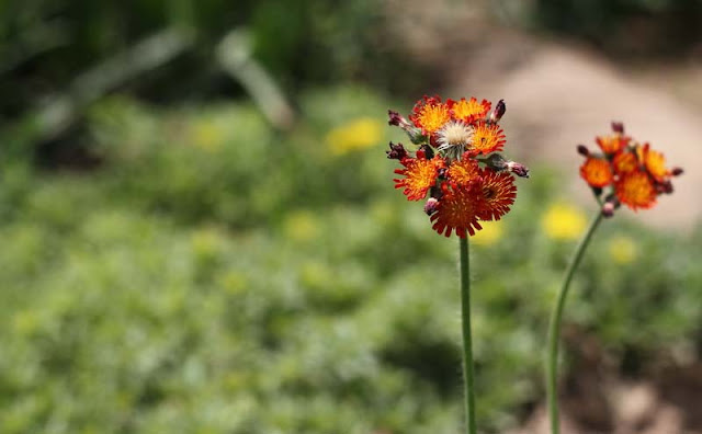 Hieracium Aurantiacum Flowers Pictures