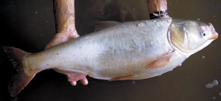 Hypophthalmichthys molitrix - silver carp