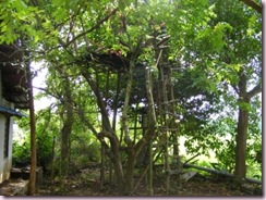 kgbujang2
