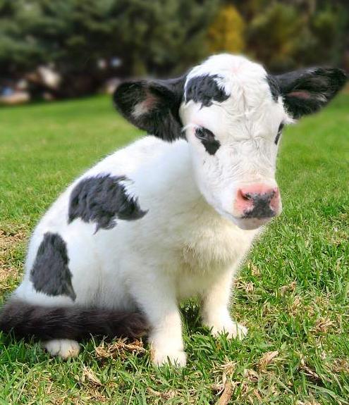 Cow Cute Baby Animal