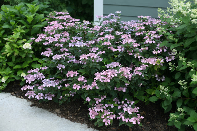 Tiny Tuff Stuff™ reblooming mountain hydrangea from Proven Winners ColorChoice