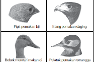 44+ Koleksi Istimewa Bentuk Paruh Hewan Pemakan Daging