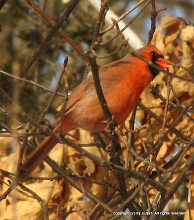 Northern Cardinal