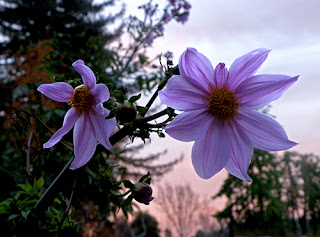 Closeup of Giant Dahlia with Pink Sky Behind