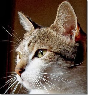 Billo