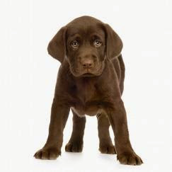 labrador puppy training tips