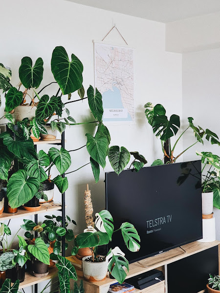 decorar alrededor de un televisor con plantas muchas plantas en la pared alrededor del televisor