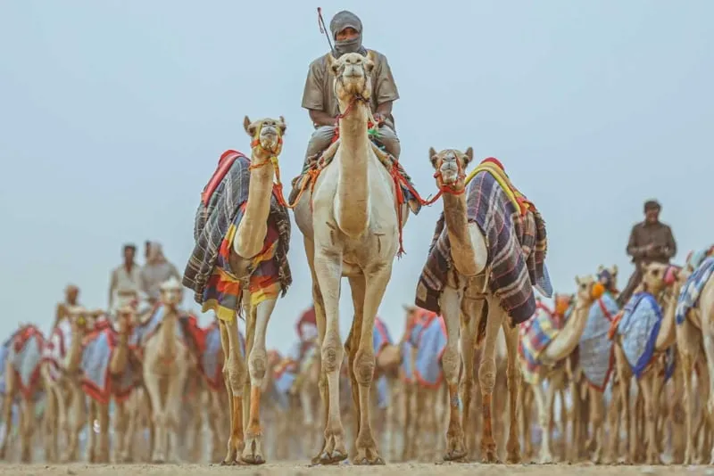 وكالة البيارق الإعلامية تحت رعاية صاحب السمو الملكي الأمير محمد بن سلمان بن عبد العزيز آل سعود ولي العهد رئيس مجلس إدارة الهيئة الملكية لمحافظة العلا، أعلنت الهيئة الملكية لمحافظة العلا وبالتعاون مع الاتحاد السعودي للهجن، إقامة “كأس العلا للهجن”، ليكون بمثابة تتويج لموسم حافل من سباقات الهجن المتعددة في المملكة والمنطقة، وبقيمة إجمالية للجوائز تبلغ أكثر من 80 مليون ريال سعودي. وسيبدأ السباق من يوم الثلاثاء 14 مارس وينتهي يوم الجمعة 17 مارس.  ترسخ حُب الجمال في تاريخ العلا. وتعود رياضة سباق الهجن إلى القرن السابع، وتعد من أقدم البطولات الرياضية في المنطقة. أُقيم أول سباق للجمال في المملكة العربية السعودية عام 1964. لا تفوّت الفرصة لمشاهدة الجمال العربية الأصيلة وهي تتنافس للفوز بكأس العلا مع أضخم جائزة في تاريخ سباقات الهجن.  تذاكر سباق كأس العلا للهجن تتوفر التذاكر اليومية مقابل 50 ريالاً سعودياً أو باقات التذاكر لمدة أربعة أيام مقابل 150 ريالاً سعودياً، مع حرية اختيار المقاعد لجميع أنواع التذاكر. تشمل تذاكر الدخول العام حضور السباقات والفعاليات الترفيهية وزيارة القرية التراثية. احصل على التذاكر الآن.  علاوة على ذلك، يمكنك زيارة القرية التراثية، حيث يمكنك الاستمتاع بالعديد من خيارات الترفيه والمطاعم وأكشاك الطعام، كما يمكنك التسوق من المتاجر التي تحاكي أجواء القوافل التجارية القديمة، مع وجود مقاعد مريحة على مدرج قريب من مضمار السباق.  تبدأ الفعالية يوميًا من الساعة 2 مساءً حتى 10 مساءً، وسيكون آخر موعد للدخول في تمام الساعة 9 مساءً. ينطلق السباق يوميًا من الساعة 4 مساءً حتى 6 مساءً. كما تتوفر مواقف السيارات مجاناً في المنتزه الشتوي. وتتوفر خدمة النقل بالباصات إلى مكان الفعالية. وخدمة المواقف المجانية محدودة في مكان الفعالية.  كما يرجى العلم أنه سيتم بث هذا الحدث على الهواء مباشرة.  هل أنت متحمس للسباق؟ كأس العلا للهجن، العلا، من الساعة 2 ظهرًا حتى 10 مساءً، من الثلاثاء 14 مارس لغاية الجمعة 17 مارس، تبدأ أسعار التذاكر من 50 ريالًا سعوديًا للتذاكر اليومية، يمكنك الحصول عليها من هنا. @experiencealula