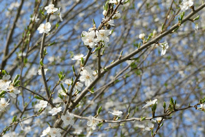 Weiße Blüten der Minipflaumen