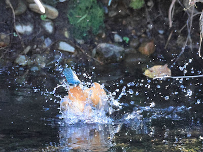 カワセミの水面飛出し 黒目川 1-4